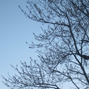 birds-and-beasts avatar