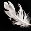 birds-cf-a-feather avatar