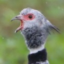 birds-that-screm avatar