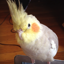 birdsarethebest avatar