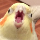 birdscreech avatar