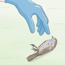 birdsdieatmydoor avatar