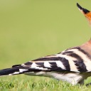 birdsdonotfly avatar