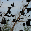 birdsflyingover avatar