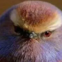 birdsforthesoul avatar