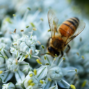 birdshavetofly avatar