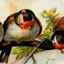 birdsinmywalls avatar