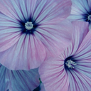 birdsofaparadise avatar