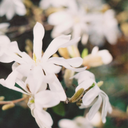 birdtoheavyfeathers avatar