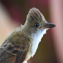 birdwatcher-posts-blog avatar