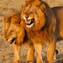 birdwatchers24 avatar