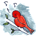 birdwatercolour avatar