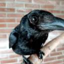 birdy-thoughts avatar