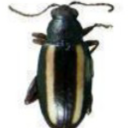 birdybirdvillagetown avatar