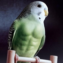 birdyclouds-blog-blog avatar