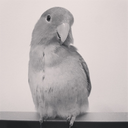 birdythelovebird avatar