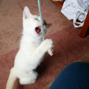 biritefanfiction avatar