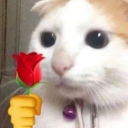 birkalbincokmeyisi avatar