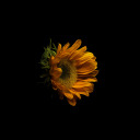 birkelebeginmetamorfozu avatar