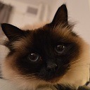 birmancats avatar