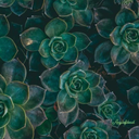 birornitorenk avatar