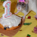 birthdayratz avatar