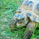 birutonnoburogu avatar