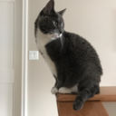 biscuit-darling avatar