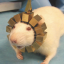 biscuitpenguin avatar