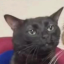 biscuitwithaface avatar