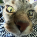 bisexual-apocalypse avatar