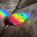 bisexual-rodent avatar