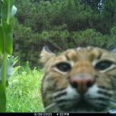 bisexual-space-cowboy avatar