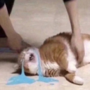 bisexualdisasterjeanmoreau avatar