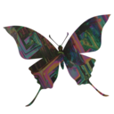 bismuth-butterfly avatar