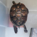 bismuthwhispers avatar