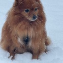 bisognamorire avatar