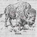 bisonbooks avatar