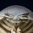 bisopod avatar