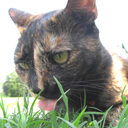 bisserbop-blog avatar