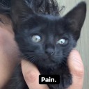 bistortion-29 avatar