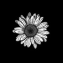 bitches-lunatic avatar