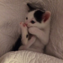 bitchface1997 avatar