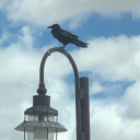 bitchimightbee avatar