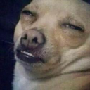 bitchy-beenie avatar