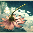 bitchy-little-flower avatar