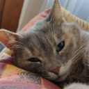 bitchy-raccoon avatar