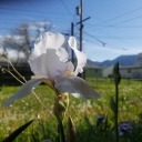 bitchybumblebee avatar