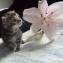 bitchyglitterkoala avatar