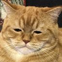 bitchypiratetrash avatar